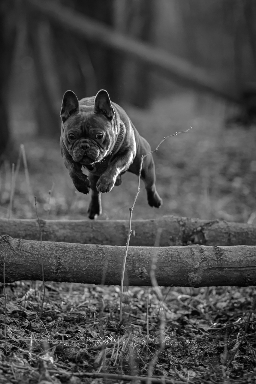 Dog Run Sport Free photo on Pixabay Pixabay