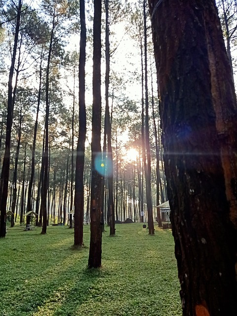 Pemandangan, Tre, Landskap, Jord, Hage