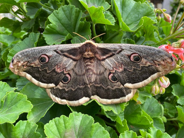 Free Moth Insect photo and picture