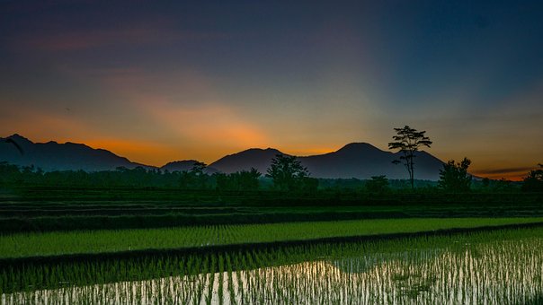 Natur, Felt, Solnedgang, Udendørs