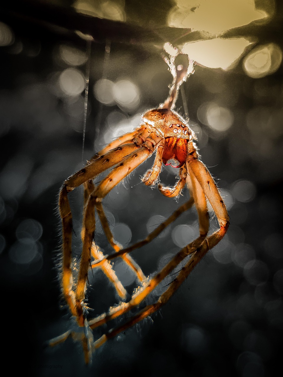 Spider Entomology Insect - Free photo on Pixabay