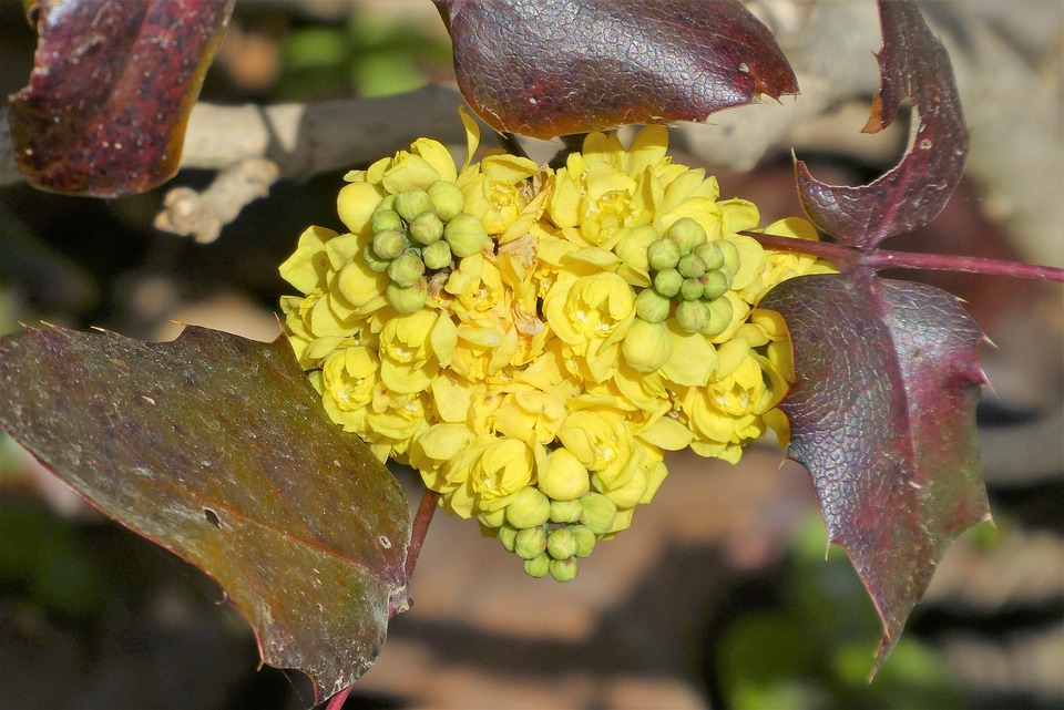 Oregon-Traube Blumen Pflanze - Kostenloses Foto auf Pixabay