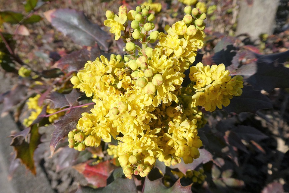 Oregon-Traube Blumen Pflanze - Kostenloses Foto auf Pixabay