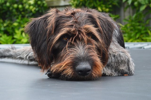 Free Animal Dog photo and picture