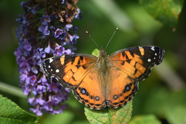 Free Butterfly Flower photo and picture