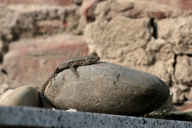 Free Reptile Lizard photo and picture