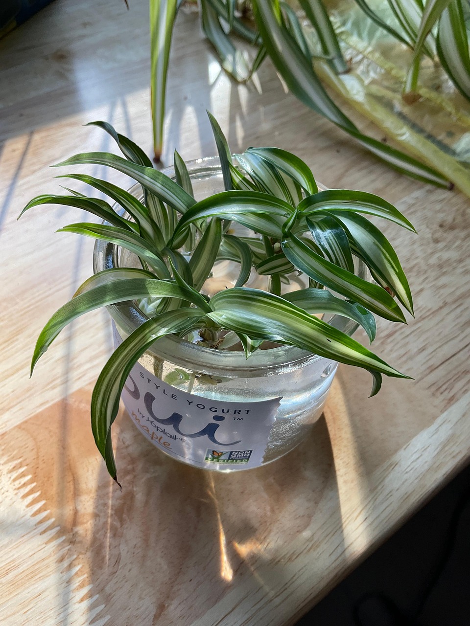 Spider Plant Cuttings Nature Free Photo On Pixabay Pixabay spider-plant-cuttings-nature-free-photo-on-pixabay-pixabay