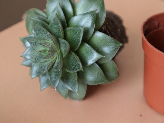 Free Echeveria Land photo and picture