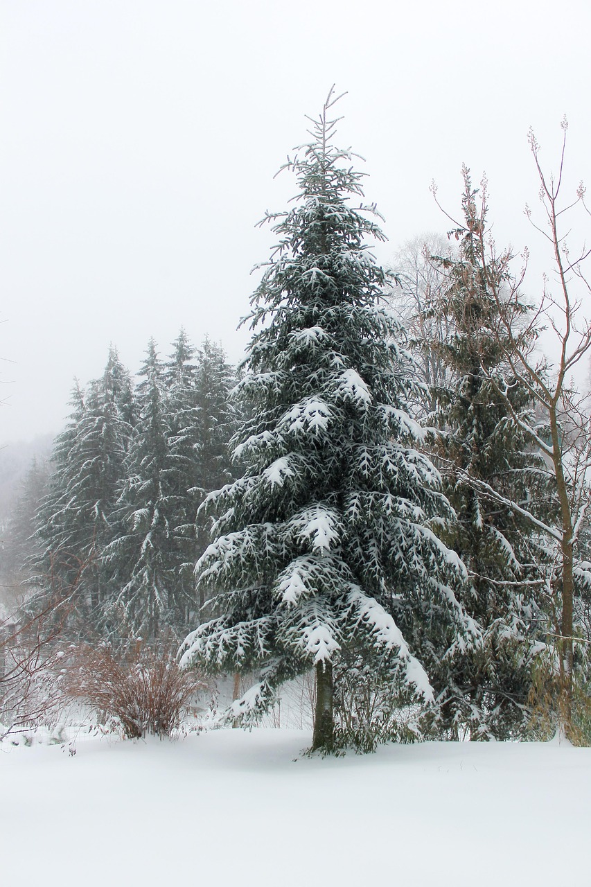 冬天 雪 松树 - Pixabay上的免费照片 - Pixabay