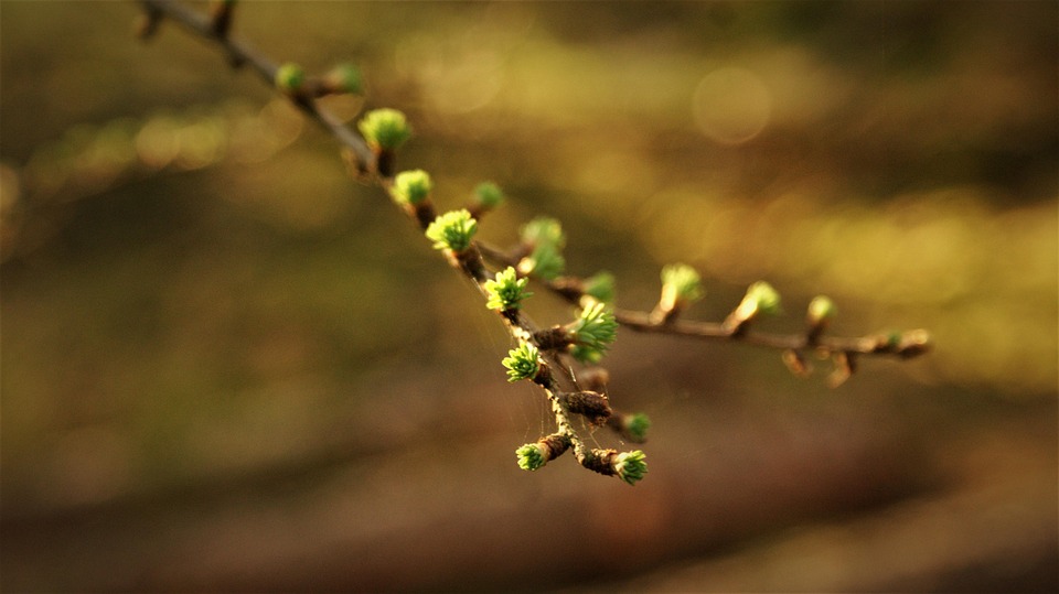 松树 枝条 生长 - Pixabay上的免费照片 - Pixabay