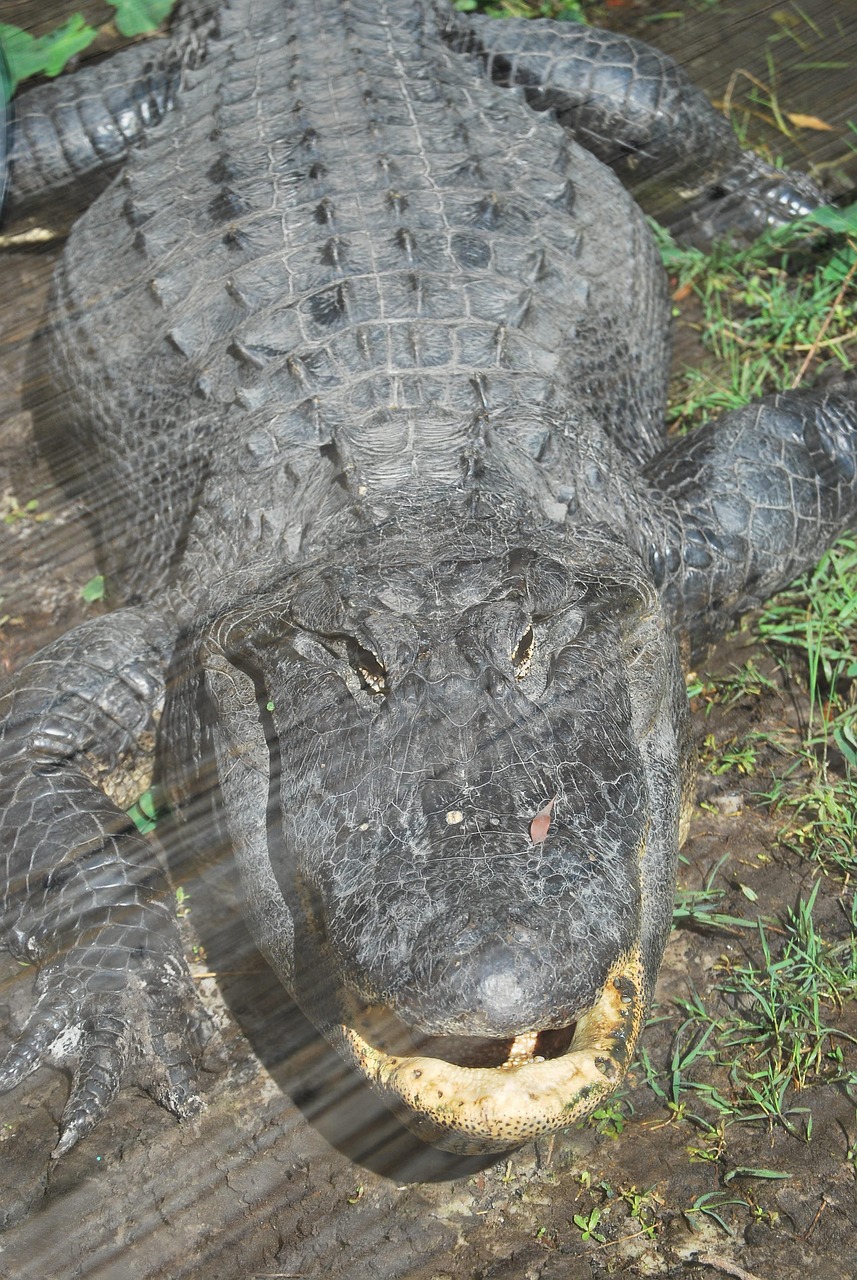 Alligator Crocodile Eye - Free photo on Pixabay - Pixabay