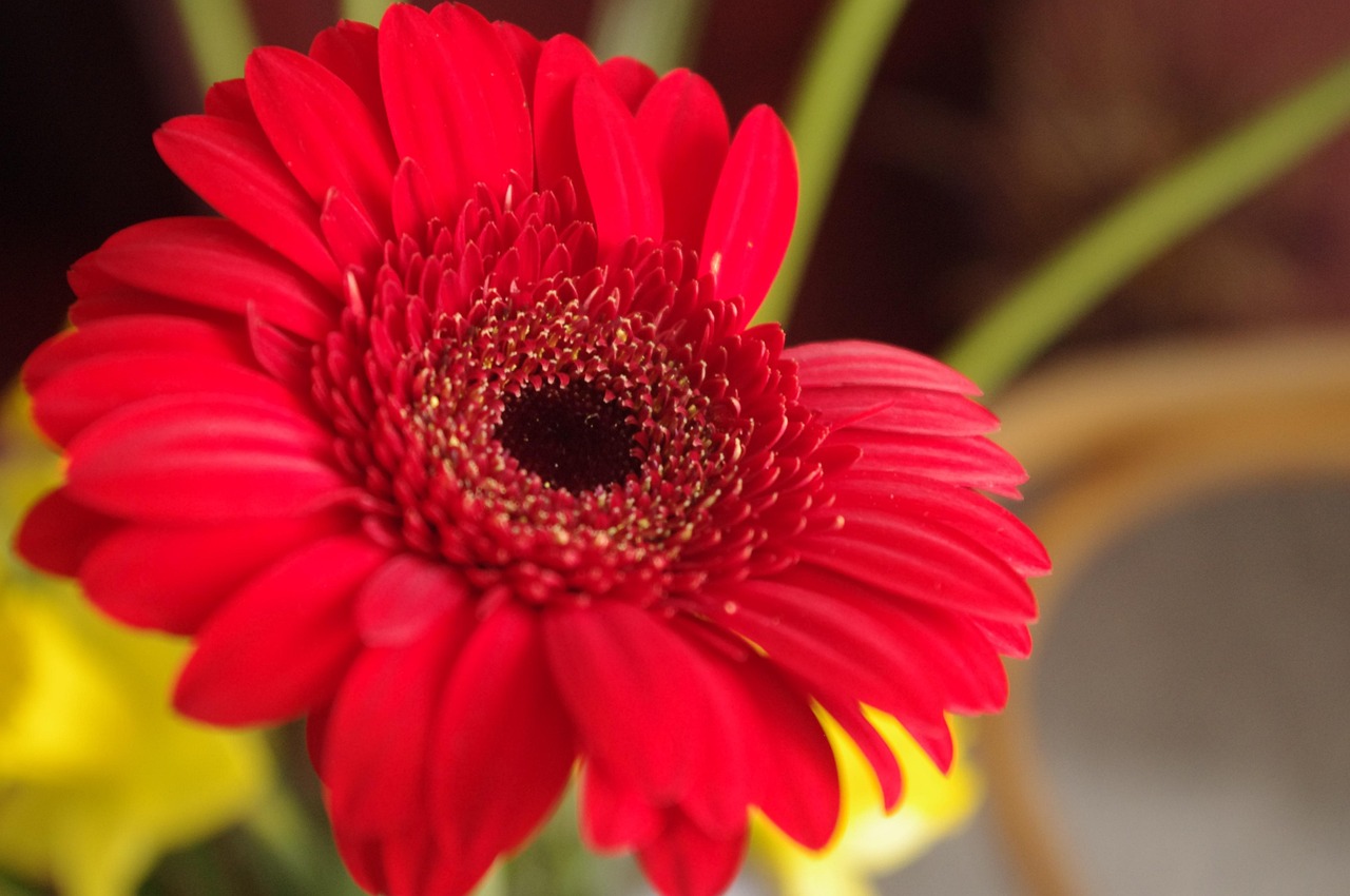 Flower Plants Gerbera Free photo on Pixabay Pixabay