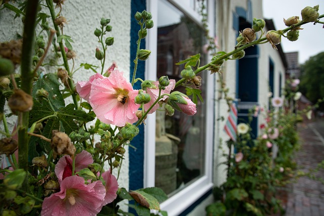 Free Flower Mallow photo and picture