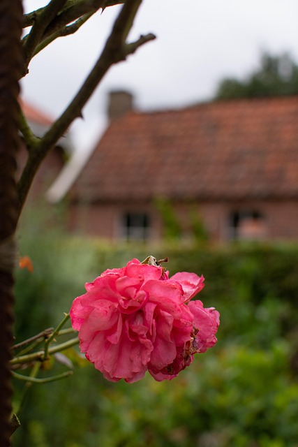 Free Flower Rose photo and picture