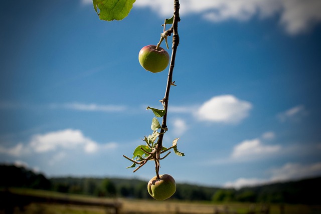 Free Apple Apple Harvest photo and picture