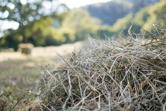 Free Straw Harvest photo and picture