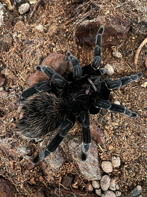 Free Tarantula Spider photo and picture