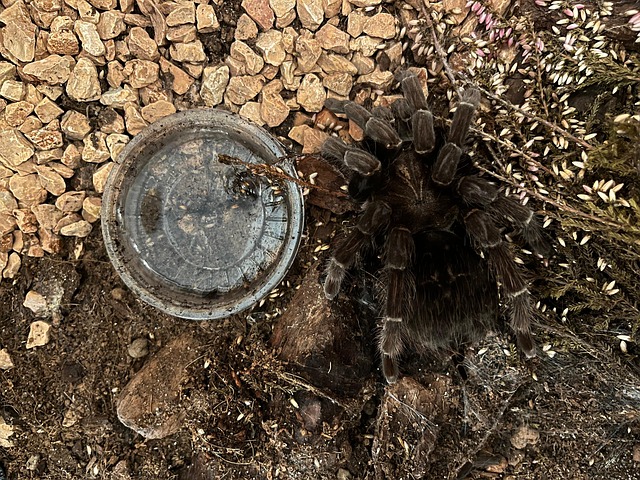 Free Tarantula Spider photo and picture
