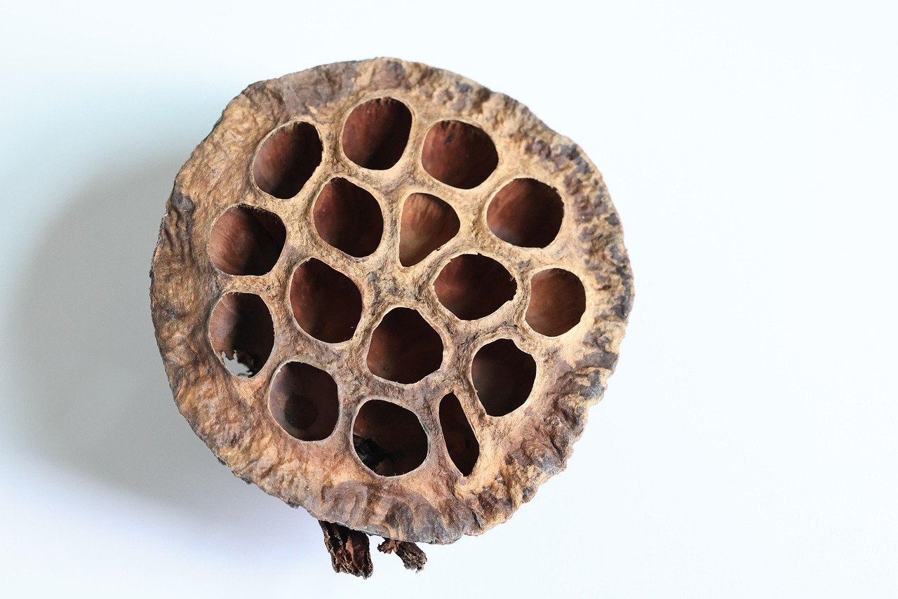 Lotus Root Seed Pod Plant Dried - Free photo on Pixabay