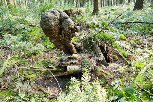 Skov, Natur, Trærester, Grøn, Træ, Brun