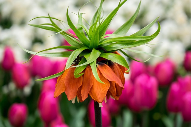 Free Flower Petals photo and picture