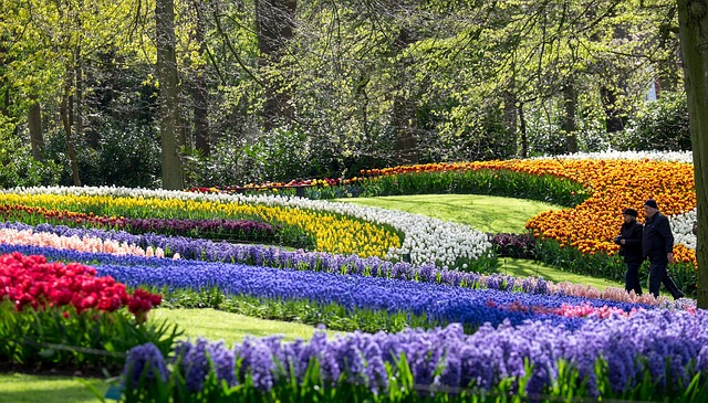 Free Keukenhof Bulb Fields photo and picture