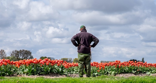 Free Tulips Field Of Tulips photo and picture