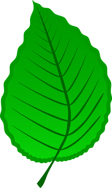 Hoja, Verde, Planta, Medio Ambiente