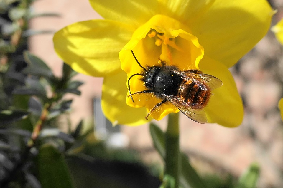 Inect Pollination Bee Insect Pollinate - Free photo on Pixabay - Pixabay