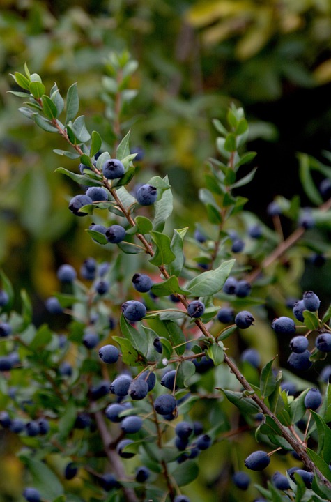 Branch Myrtle Nature - Free photo on Pixabay