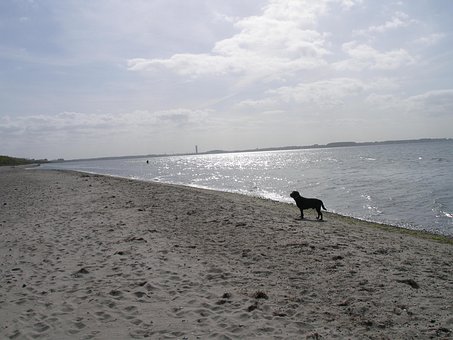 Hund, Strand, Meer