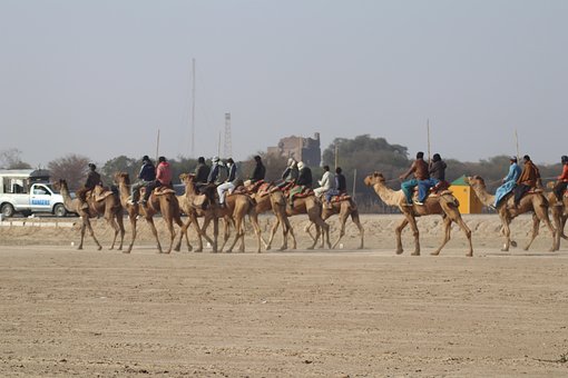 Free Horse Bike photo and picture