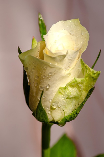 Floare, Trandafir, Bloom, Botanică