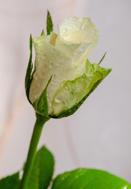 Trandafir, Tapet Cu Flori, Floare