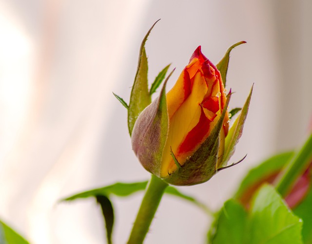 Trandafir, Floare, Plantelor, Umed