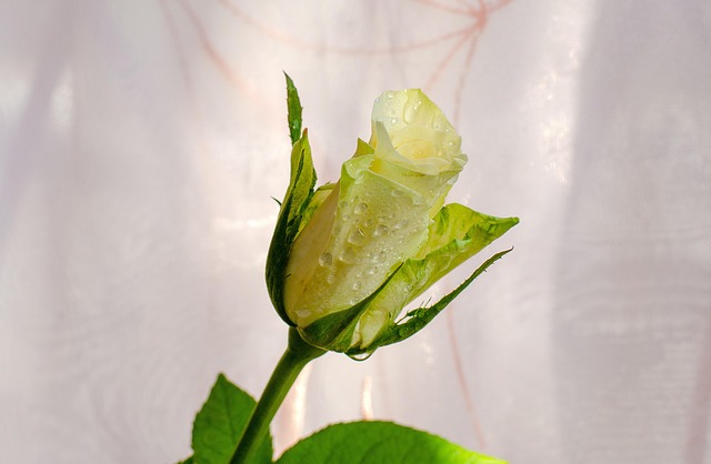 Trandafir, Floare, Plantelor