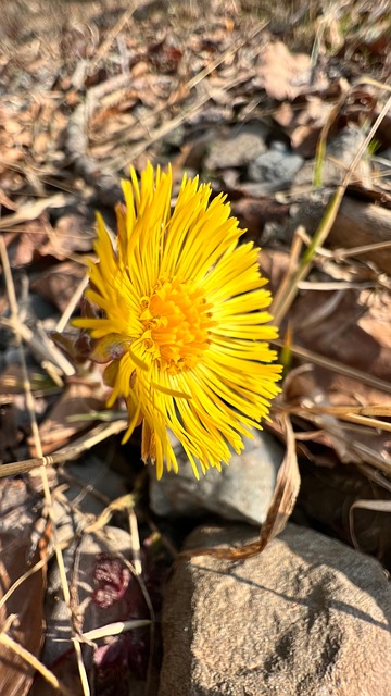 Free Flower Coltsfoot photo and picture