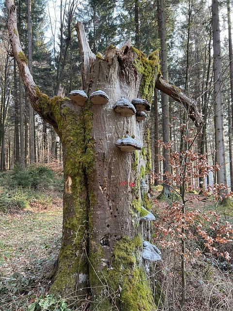 Free Tree Fungi Forest photo and picture