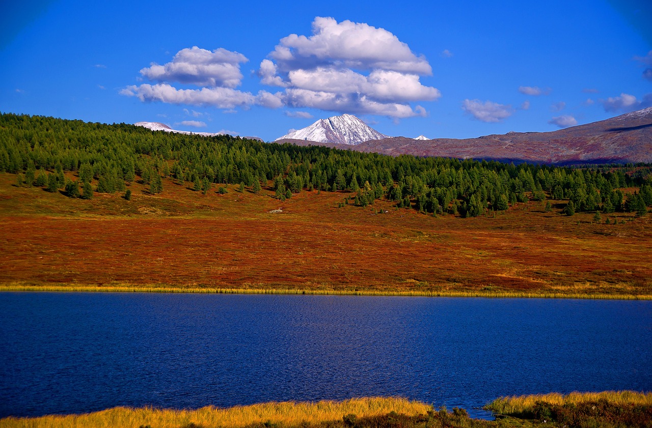 Forest - free online jigsaw puzzle photo