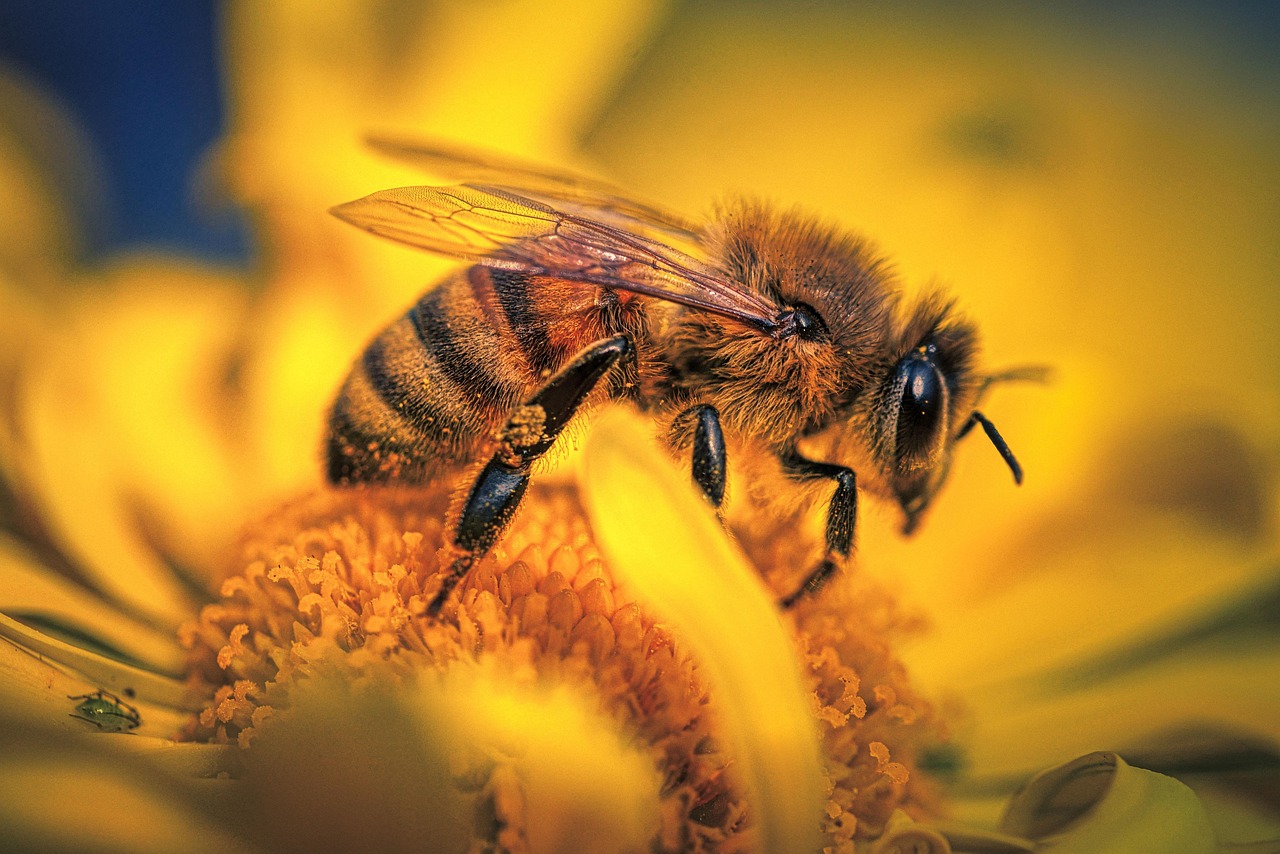 Bee Insect Pollinate Free photo on Pixabay Pixabay