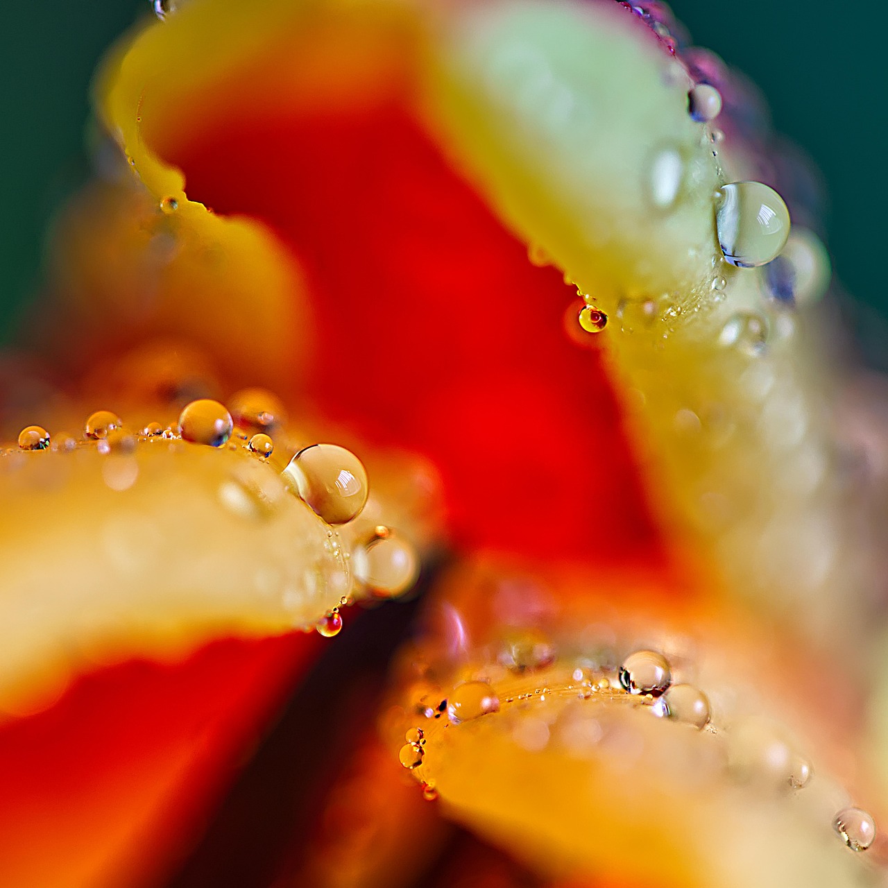 Tulip - free online jigsaw puzzle photo
