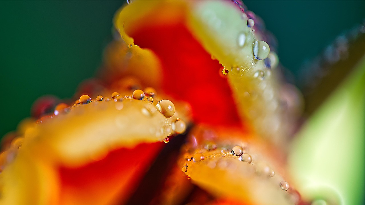 Tulip - free online jigsaw puzzle photo