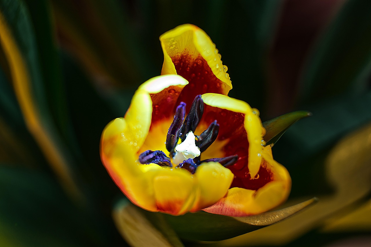 Tulip - free online jigsaw puzzle photo