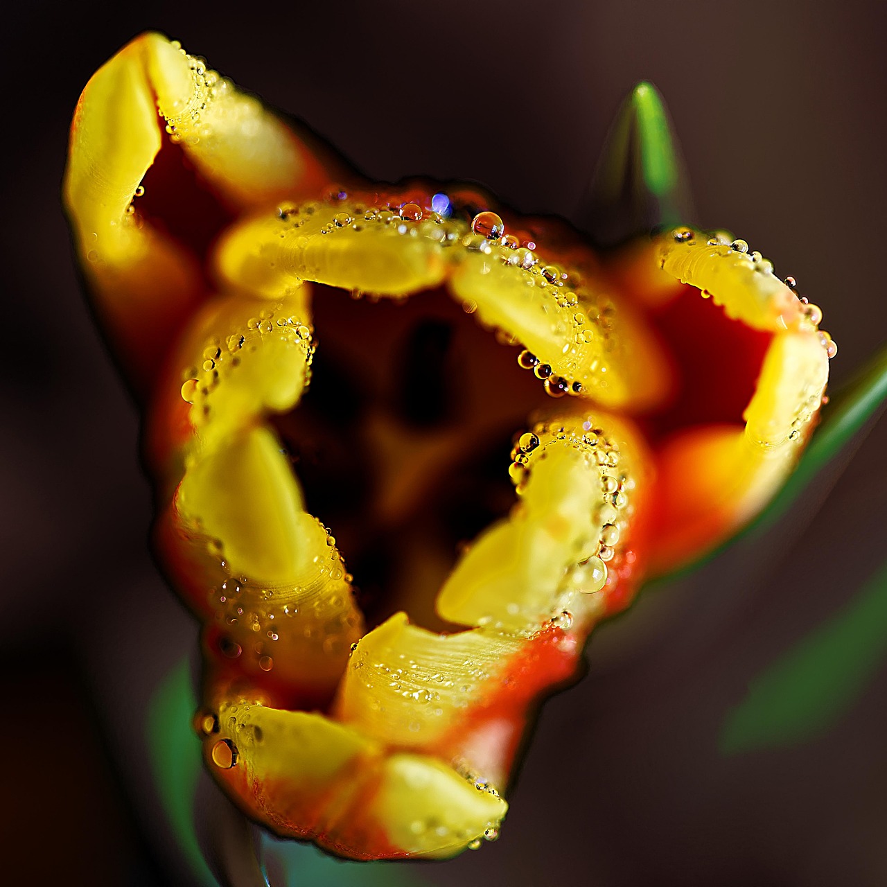 Tulip - free online jigsaw puzzle photo
