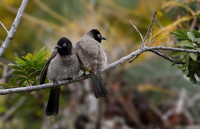 Free Birds Pycnonotus photo and picture