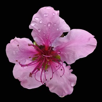 Blomst, Blomstre, Botanik, Natur