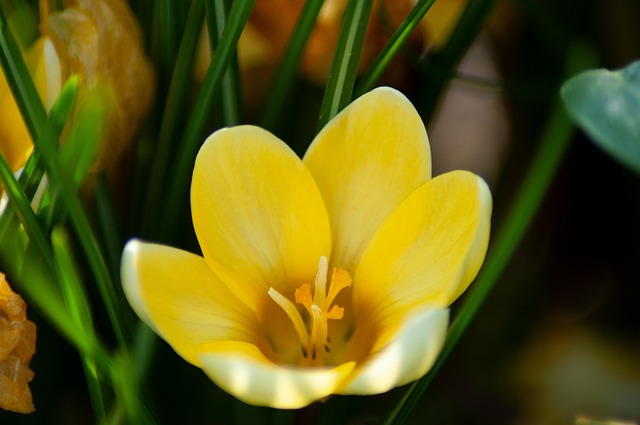 Free Flower Crocus photo and picture