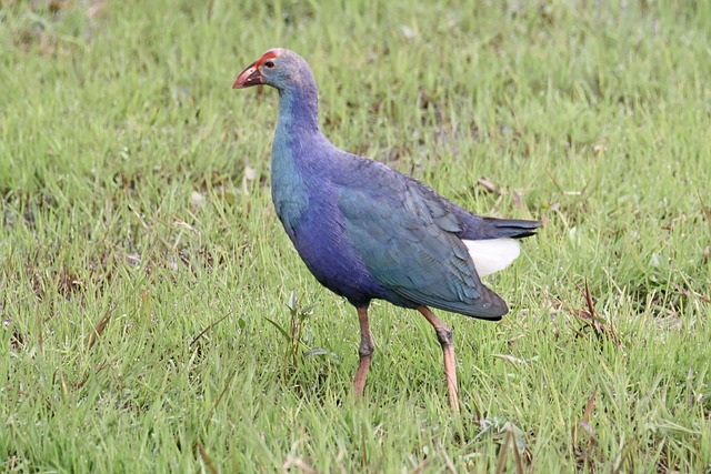Free Bird Grey-Headed Swamphen photo and picture