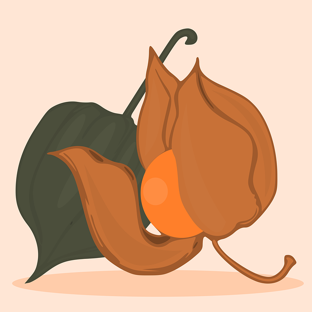 Free cape gooseberries fruit food vector