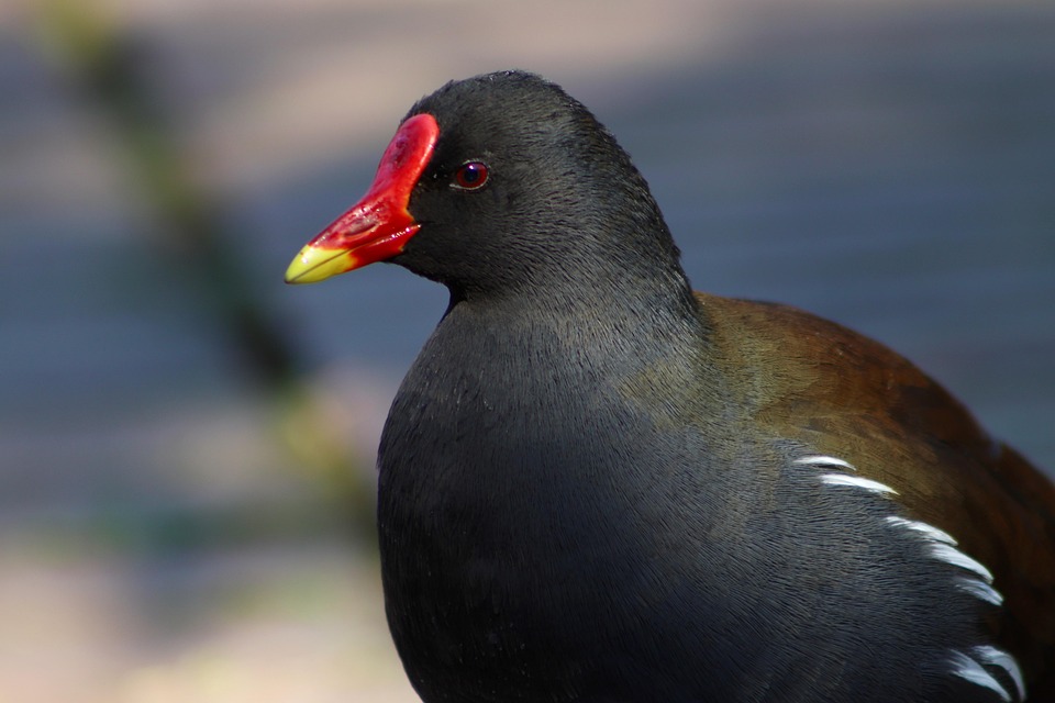 gr-nf-iges-teichhuhn-kostenloses-foto-auf-pixabay